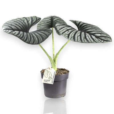 Alocasia Silver Nebula - pianta