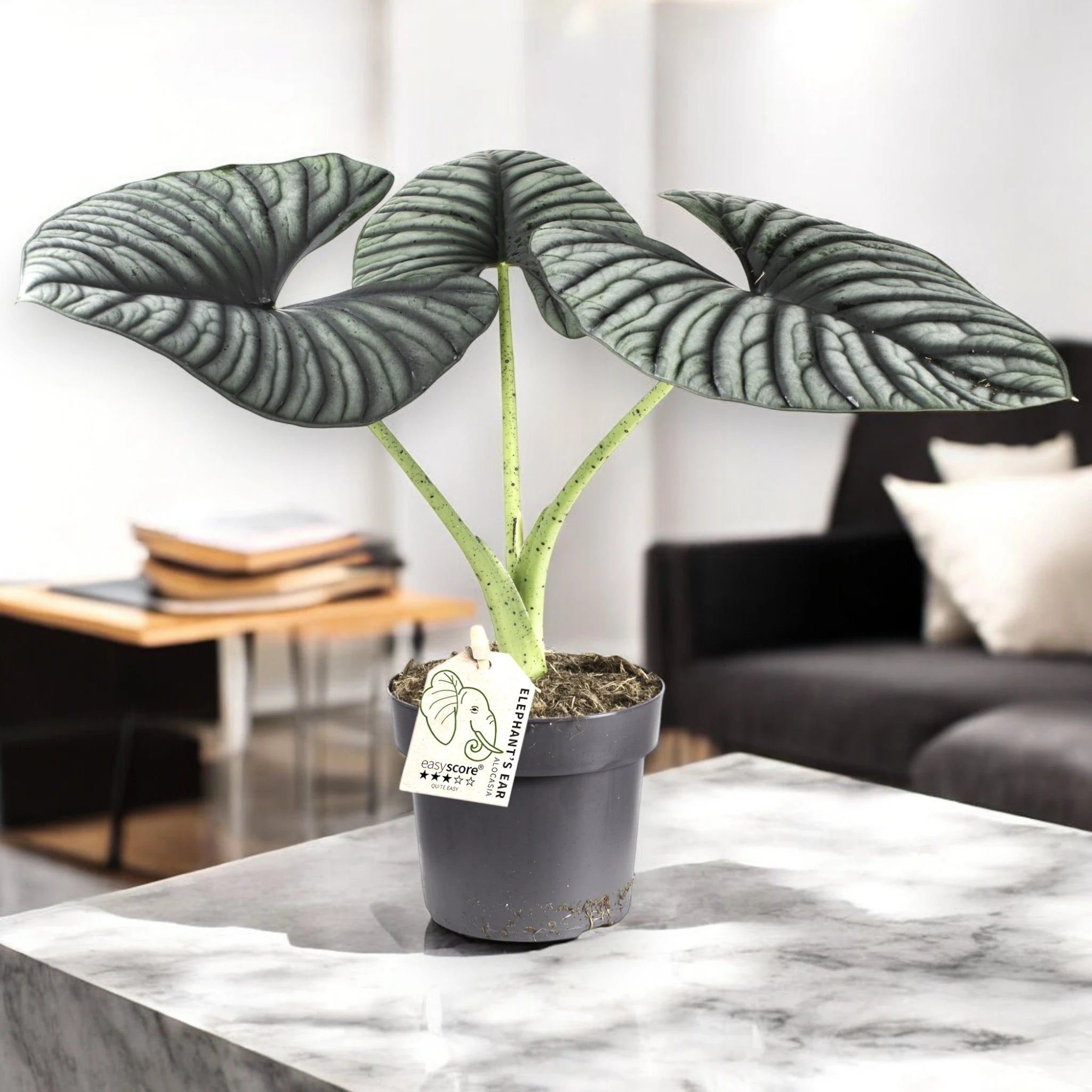 Alocasia Silver Nebula in sala 