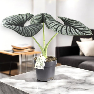 Alocasia Silver Nebula in sala 