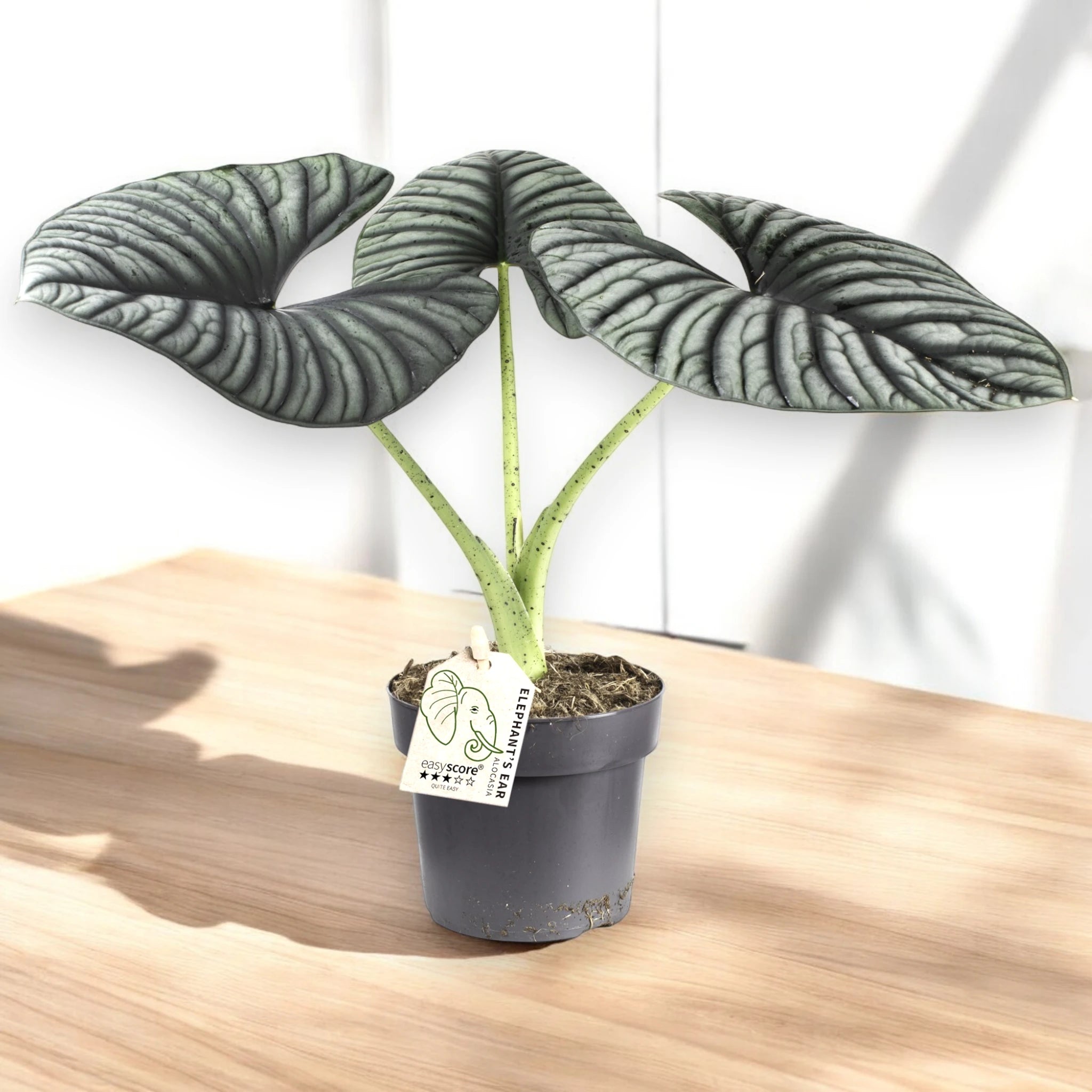 Alocasia Silver Nebula sul tavolo 