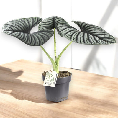 Alocasia Silver Nebula sul tavolo 
