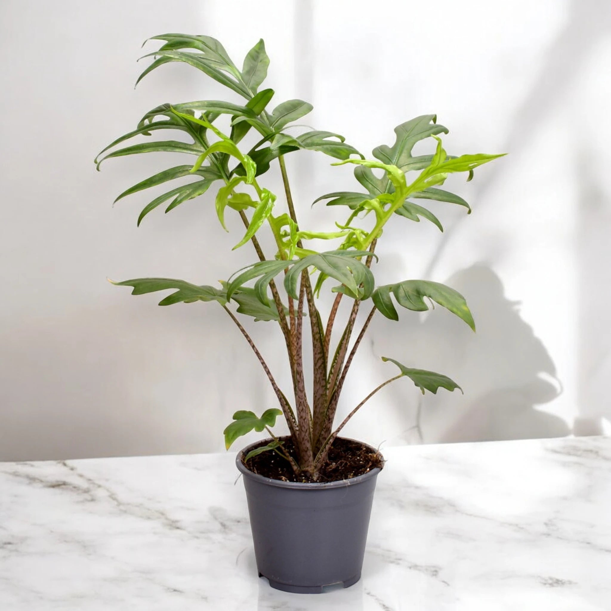 Alocasia brancifolia Pink passion - ambientata marmo