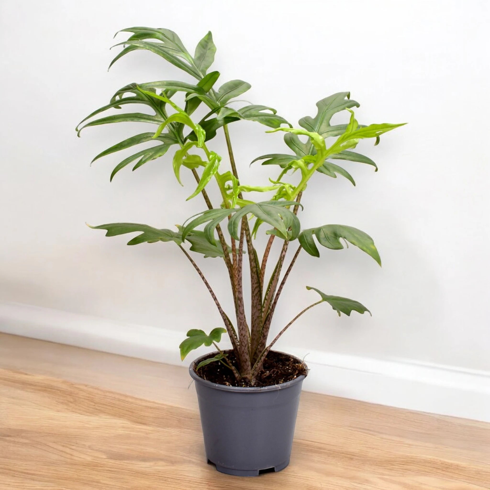 Alocasia brancifolia Pink passion - ambientata