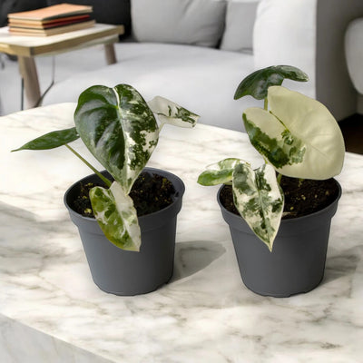 Alocasia variegata