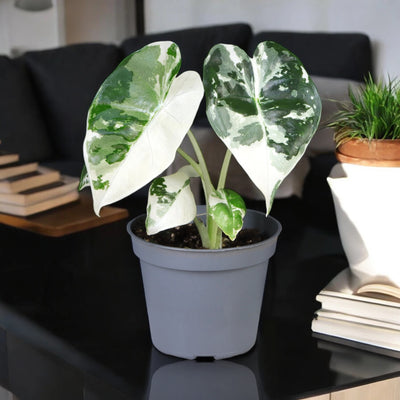 Alocasia variegata