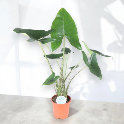 Alocasia zebrina