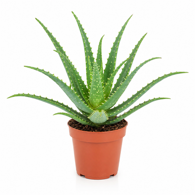 Aloe arborescens 