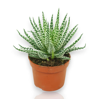 Aloe humilis