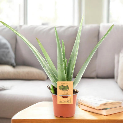 Aloe vera in sala