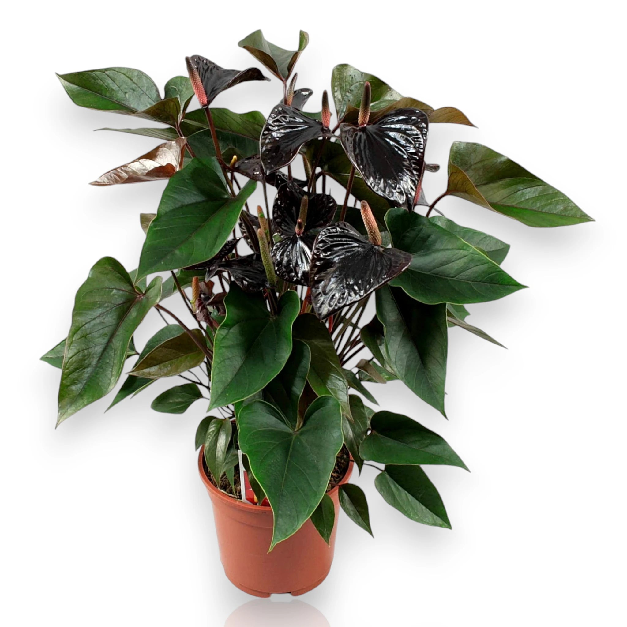 Pianta di Anthurium Beauty Black