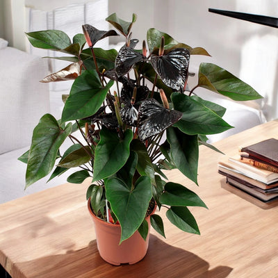 Anthurium Beauty Black da interno