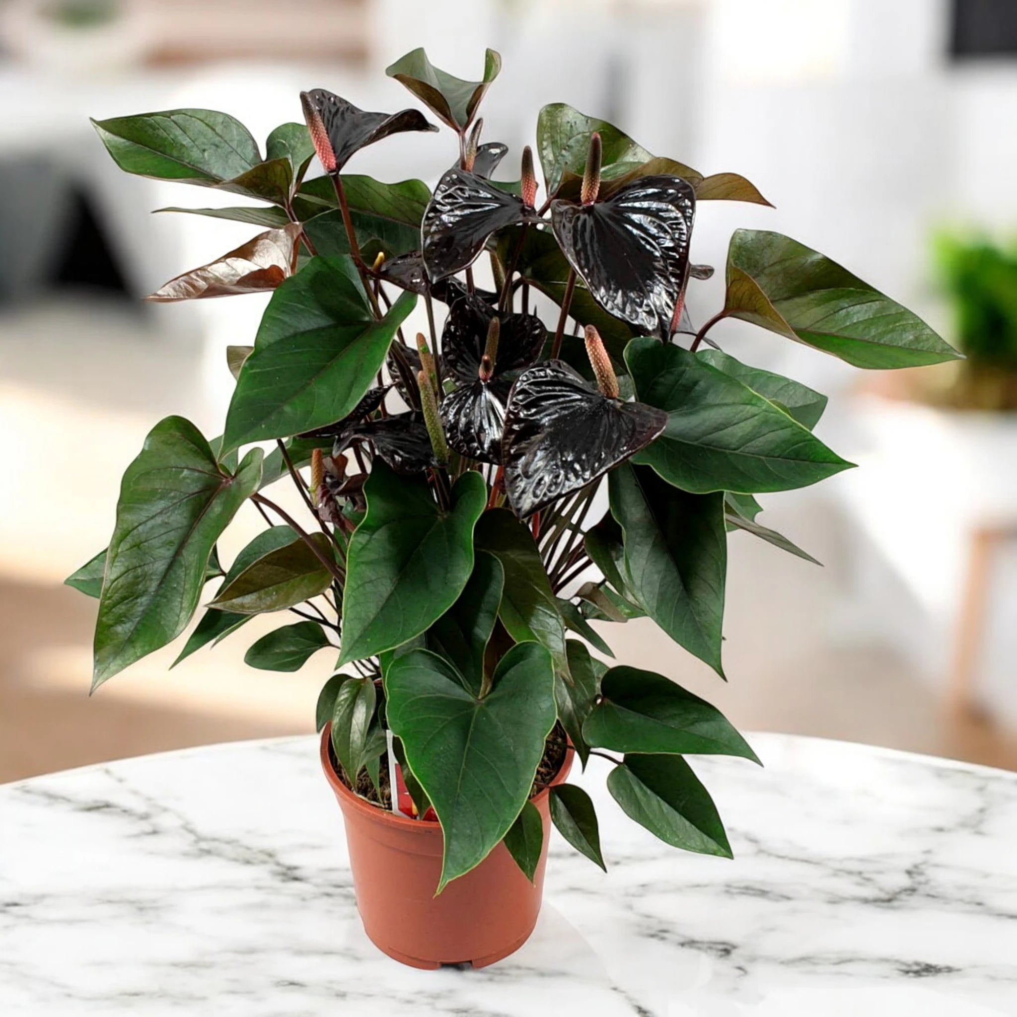 Pianta tropicale Anthurium Beauty Black