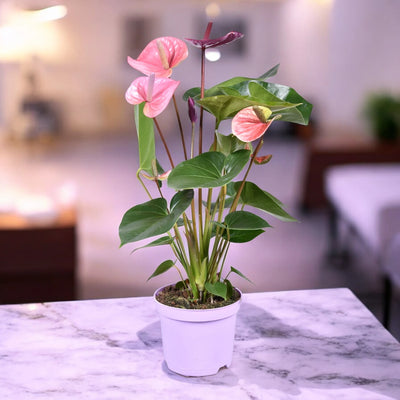 Anthurium Cavalli in ambiente luminoso