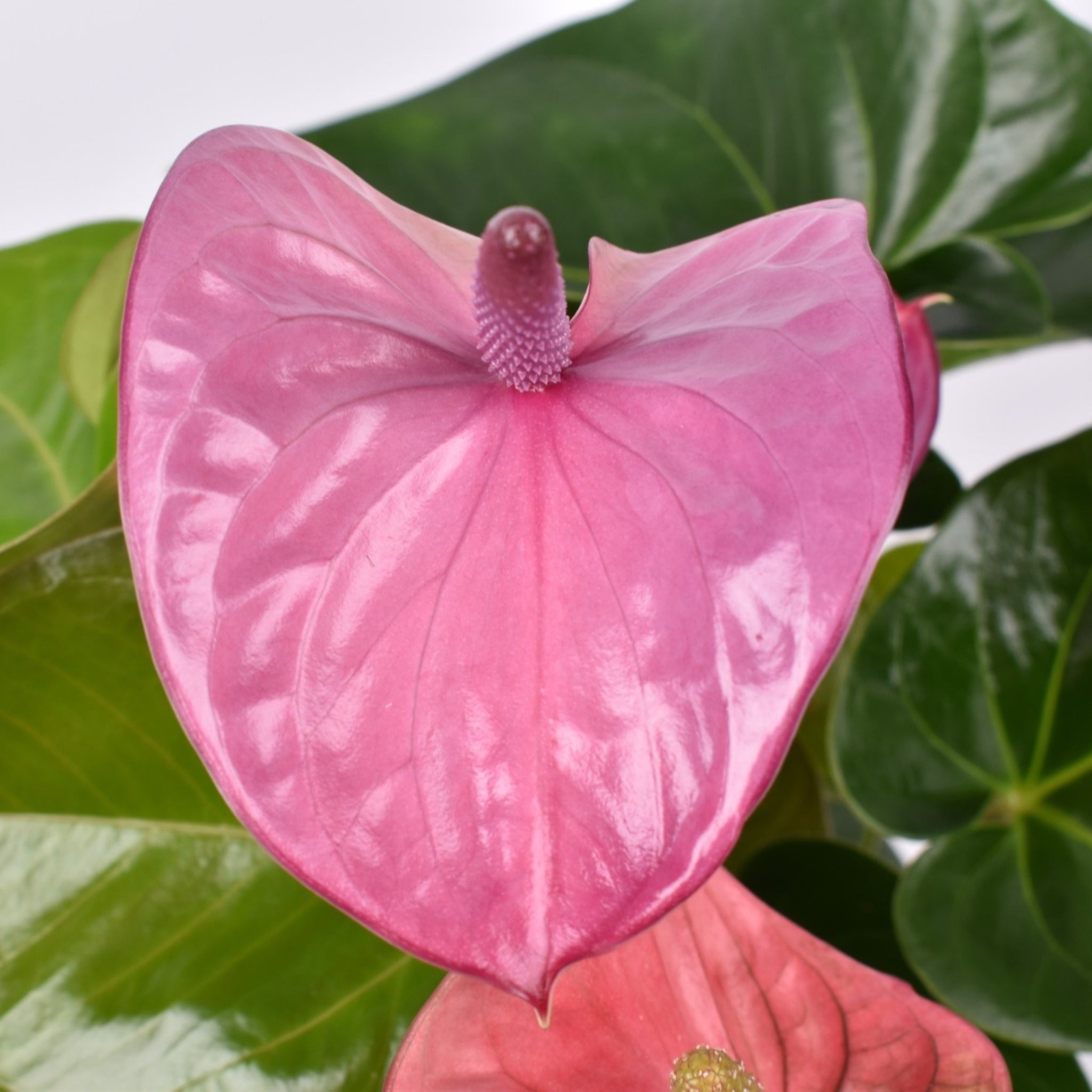 Anthurium Cavalli con fioritura rosa