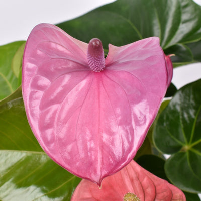 Anthurium Cavalli con fioritura rosa