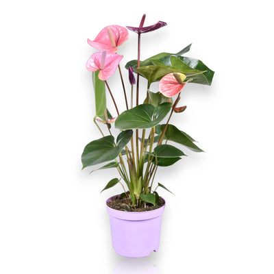 Anthurium Cavalli con spate rosa