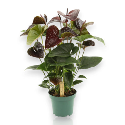 Anthurium Essencia con fioritura scura