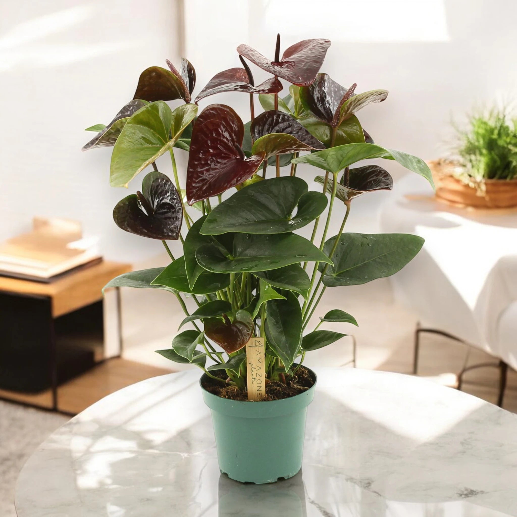Pianta di Anthurium Essencia da interno