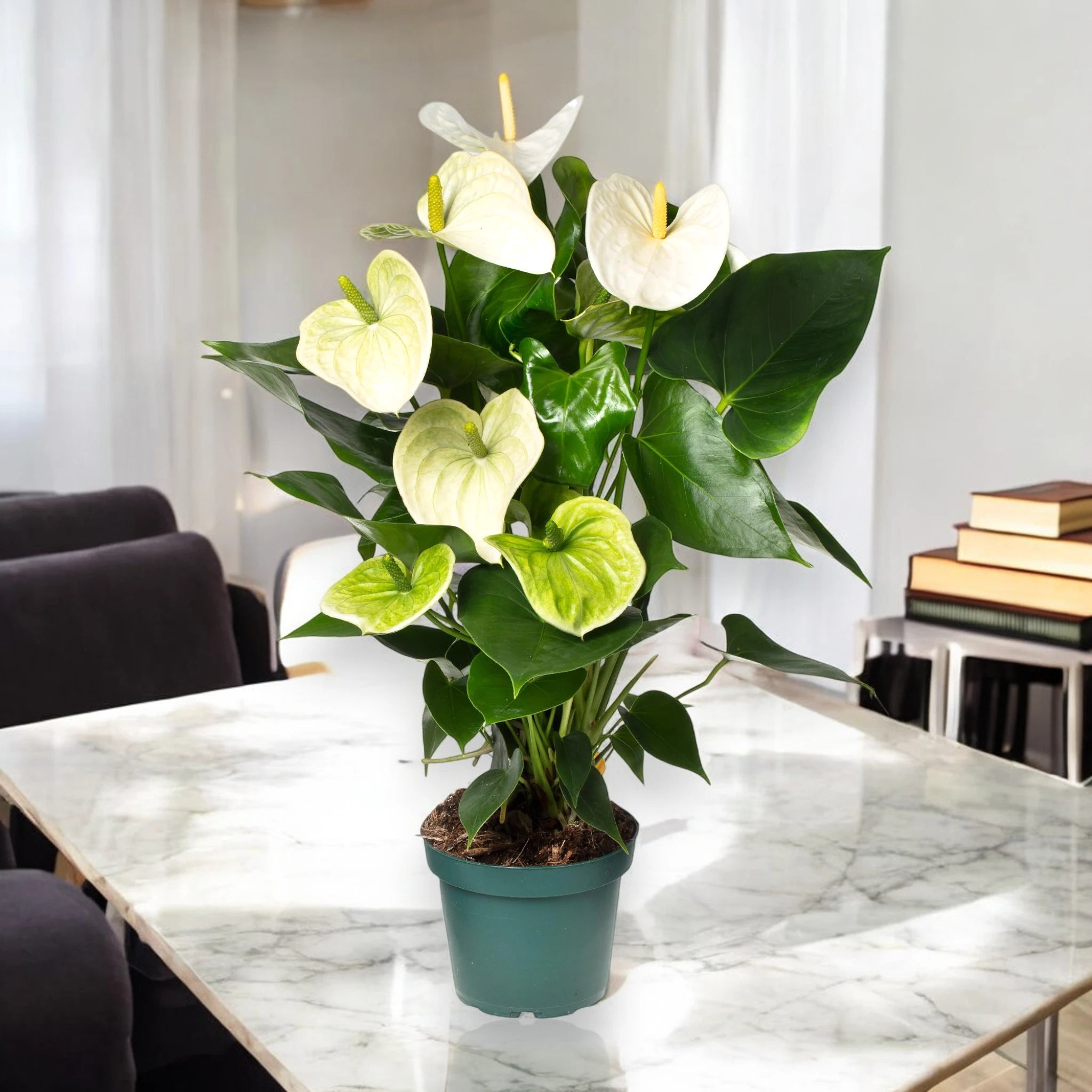 Pianta di Anthurium White Success