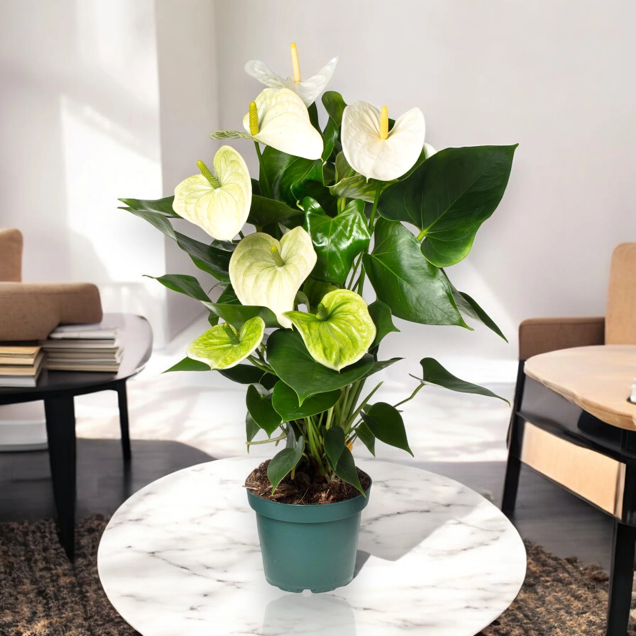 Spate bianche di Anthurium White Success