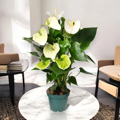 Spate bianche di Anthurium White Success