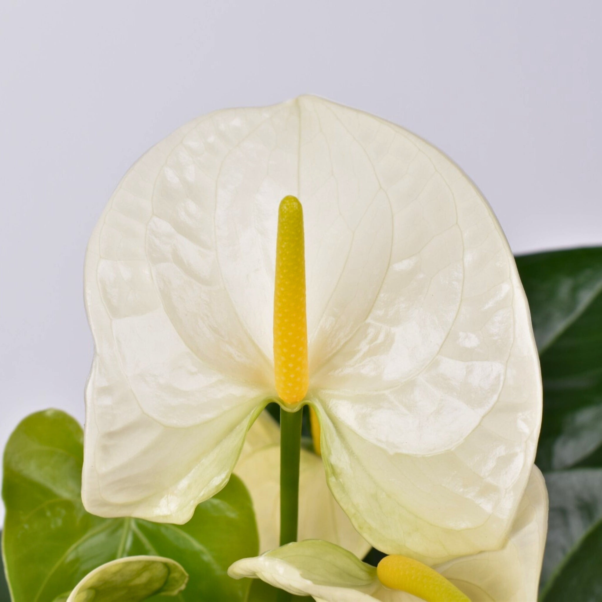 Fiore bianco di Anthurium White Success