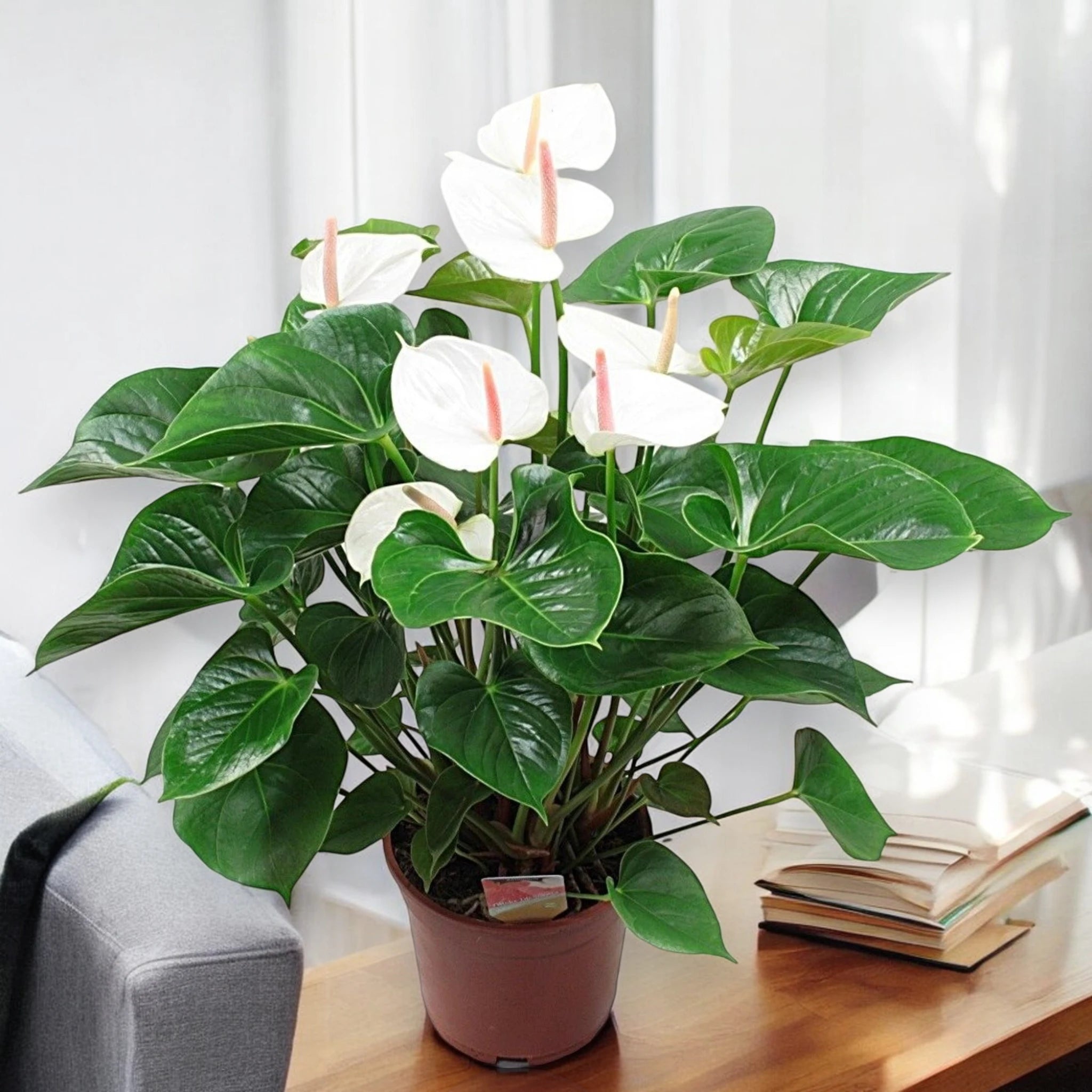 Anthurium White Success in ambiente interno