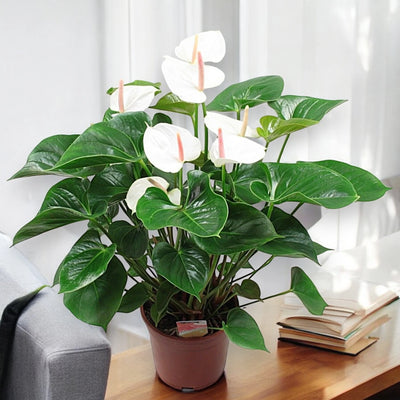 Anthurium White Success in ambiente interno