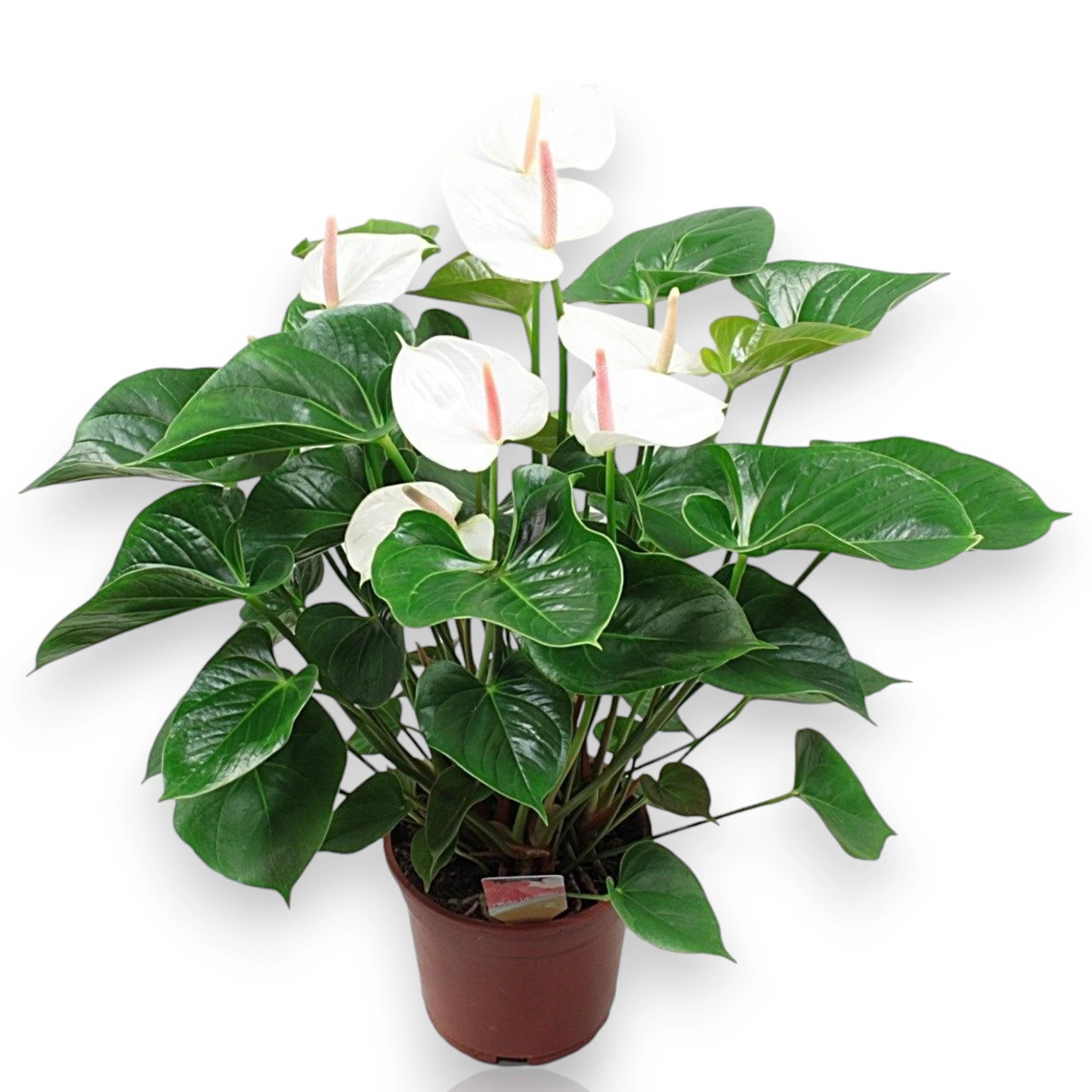 Anthurium bianco con foglie verdi