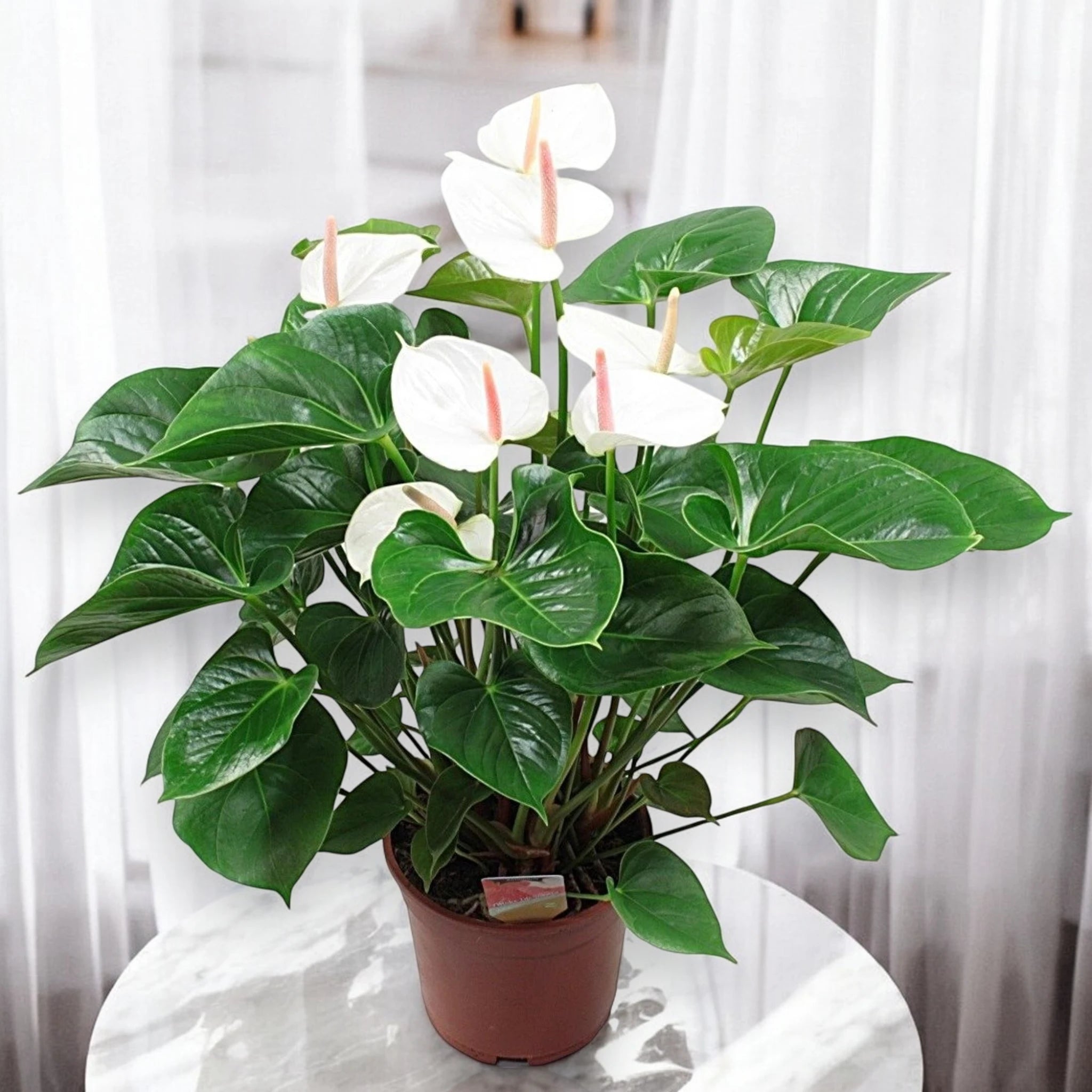 Anthurium White Success da appartamento