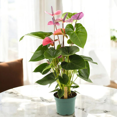 Anthurium andreanum Cavalli da appartamento