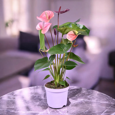 Pianta di Anthurium Cavalli decorativa
