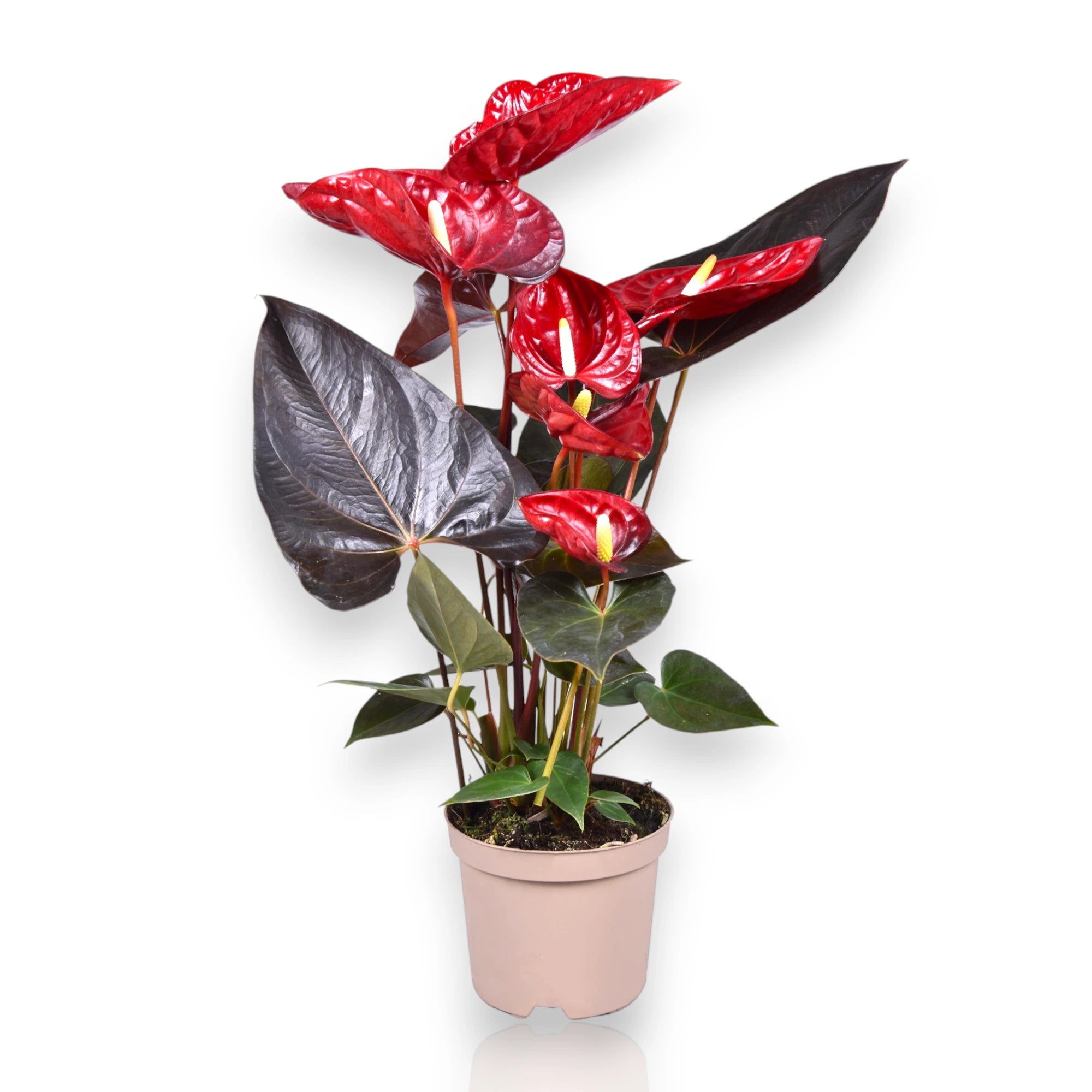 Anthurium andreanum 'Coral Champion' con fiori e sfondo bianco