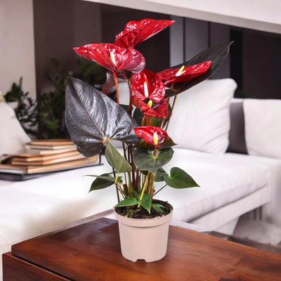 Anthurium andreanum 'Coral Champion' elegante in casa