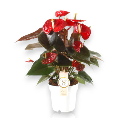 Anthurium andreanum 'Coral Champion' sfondo bianco