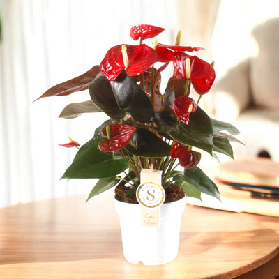 Anthurium andreanum 'Coral Champion' in casa luminosa