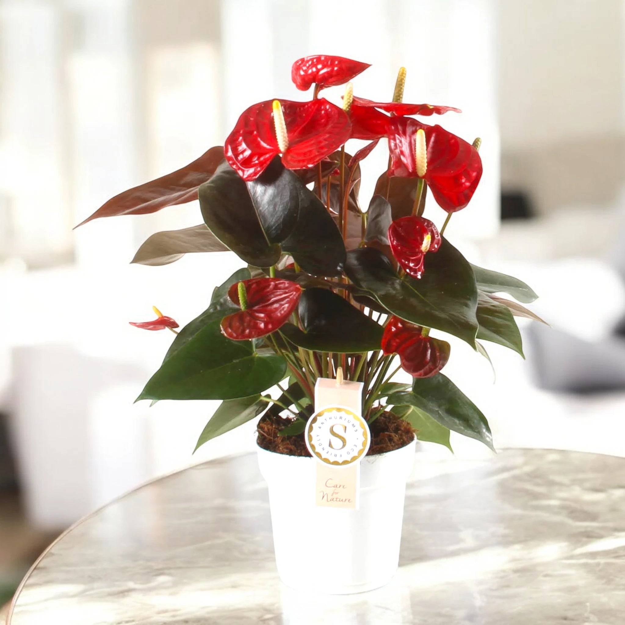 Anthurium andreanum 'Coral Champion' con fiori rossi in salotto