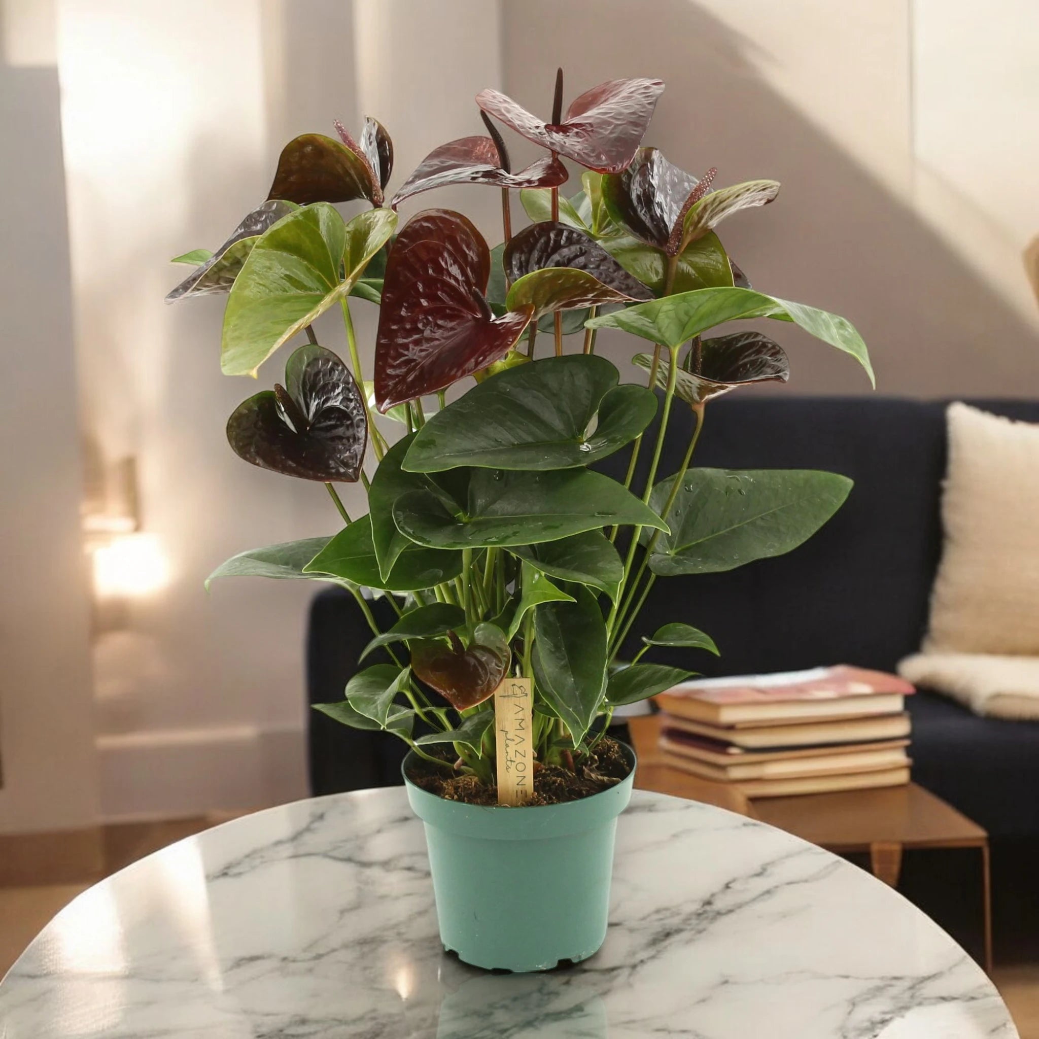 Anthurium Essencia in ambiente luminoso