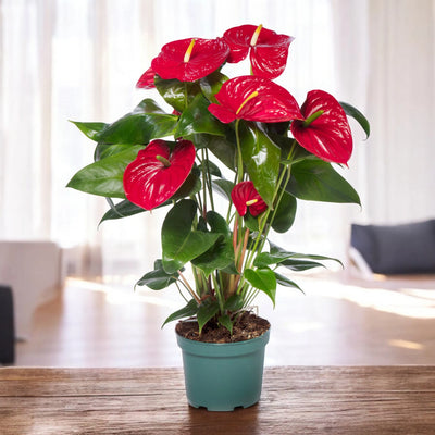 Anthurium andreanum 'Madural' ambientato