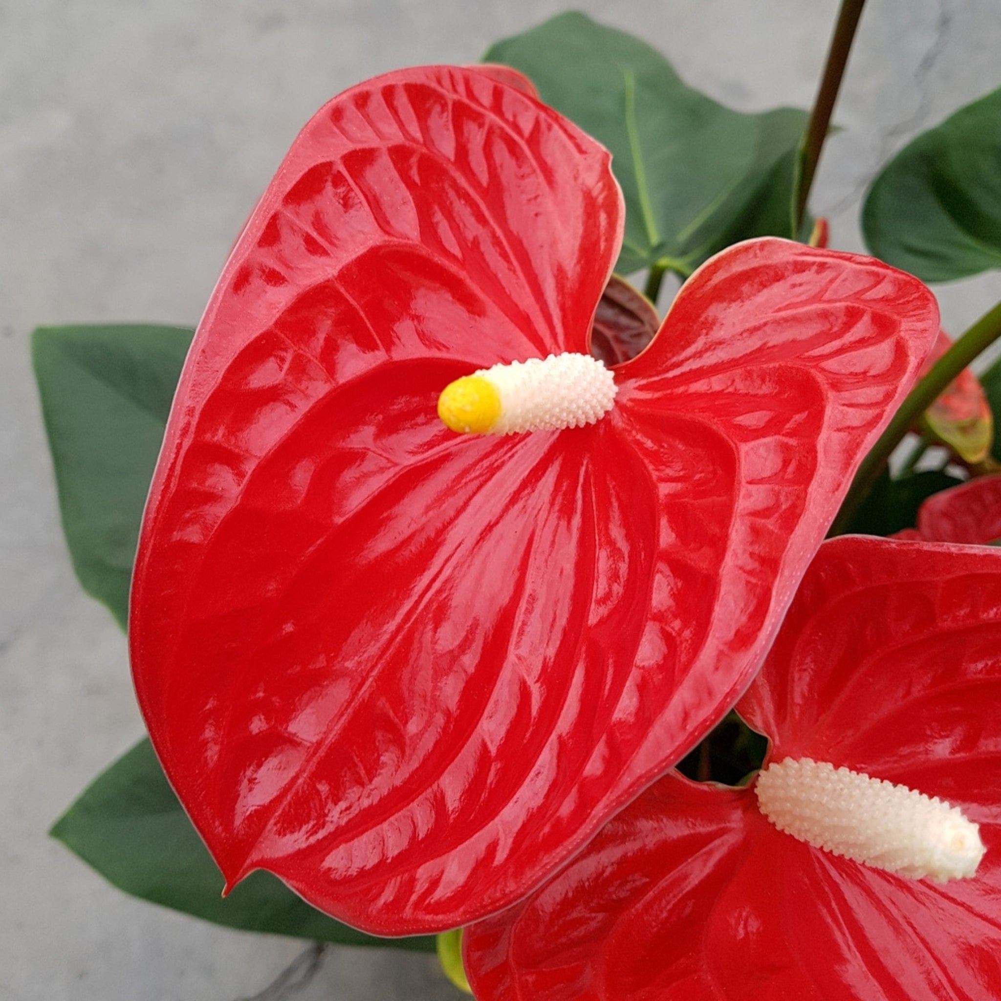 Anthurium andreanum 'Madural' dettaglio fiore rosso