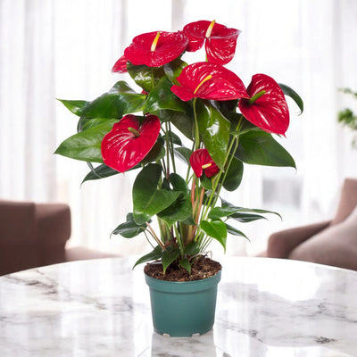 Anthurium andreanum 'Madural' con fiori rossi