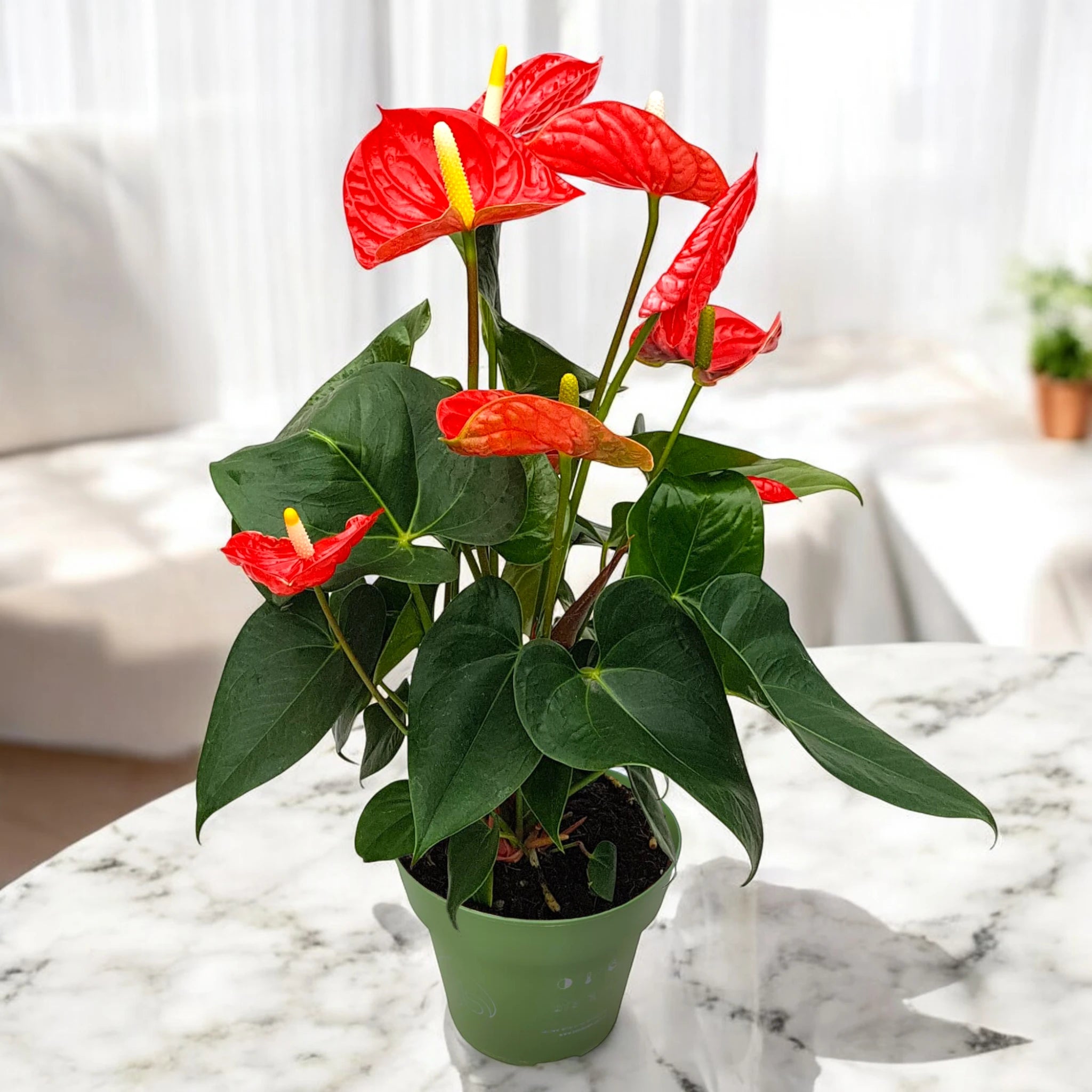 Anthurium Madural - in casa