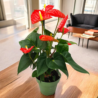 Anthurium andreanum 'Madural' in salotto