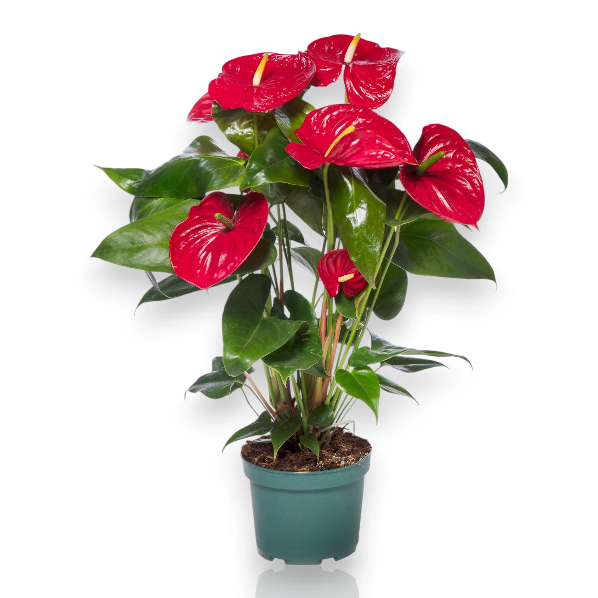 Anthurium andreanum 'Madural' in vaso