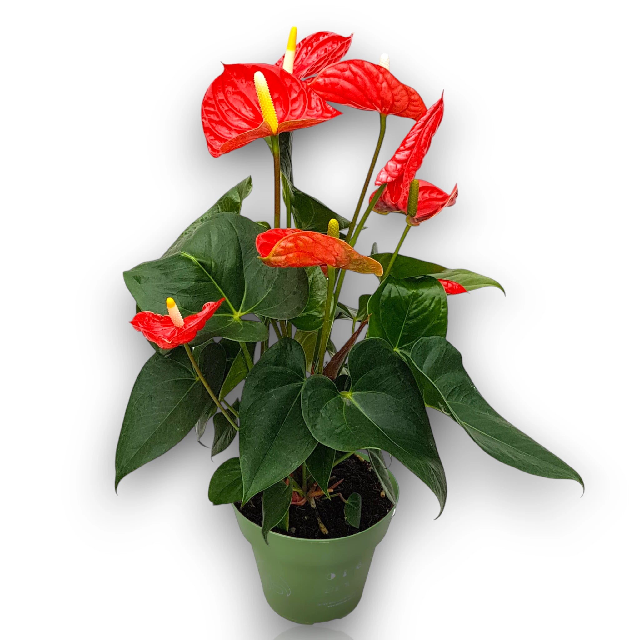 Anthurium andreanum 'Madural' sfondo bianco
