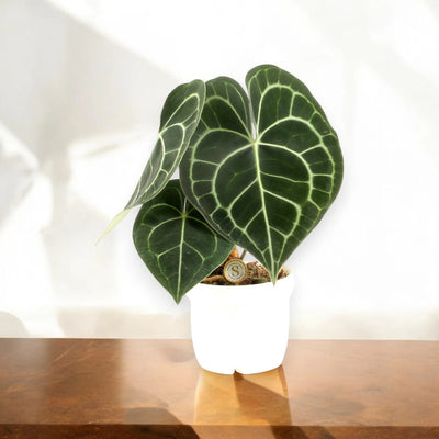 Anthurium clarinervium