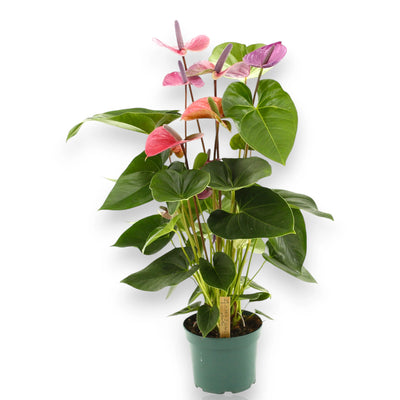 Anthurium Cavalli su tavolino
