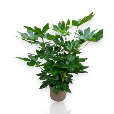 Fatsia japonica per ambienti interni