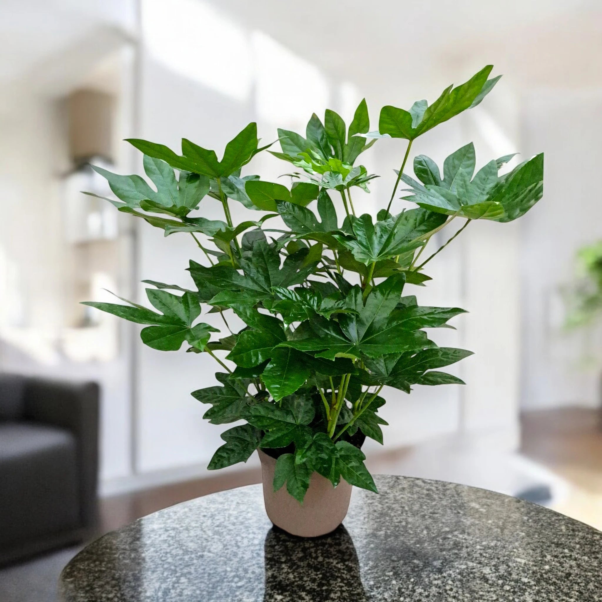 Fatsia japonica per ambienti interni