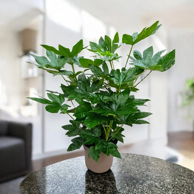 Fatsia japonica per ambienti interni